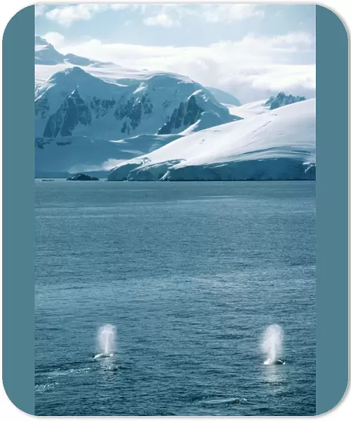 Humpback whales exhaling