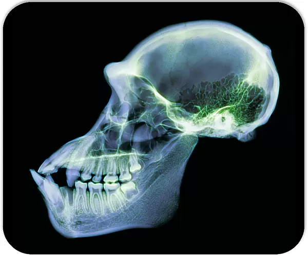Chimpanzee skull, X-ray