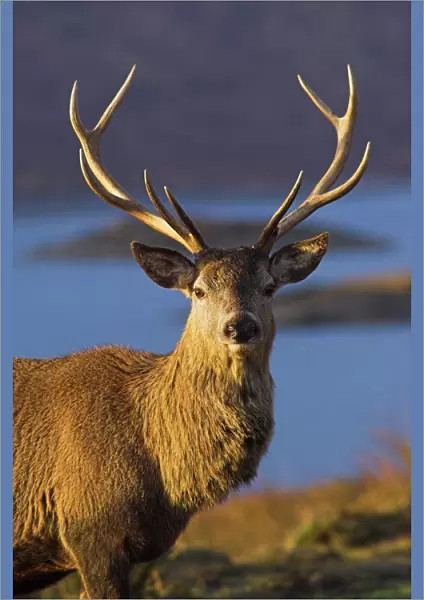 Mature red deer stag
