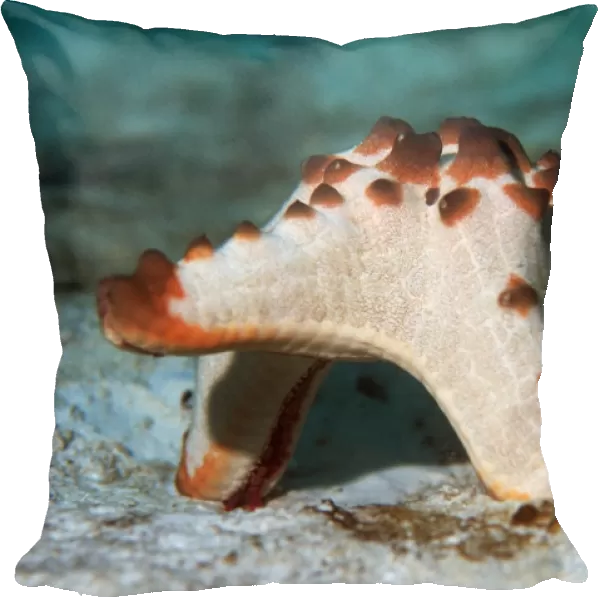 Horned sea star