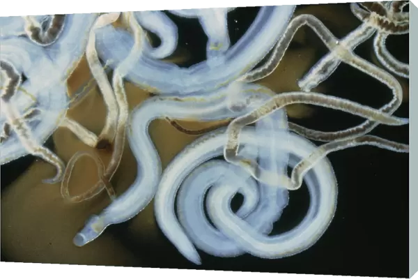 Light micrograph of the blood fluke Schistosoma