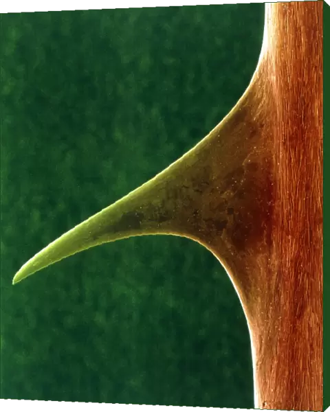 Coloured SEM of a thorn on a rose stem