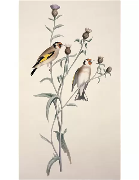 European goldfinch, 19th century C013  /  6365