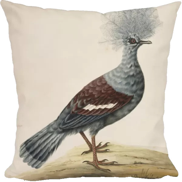 Western crowned pigeon, artwork C013  /  6791