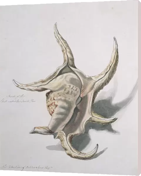 Spider conch, artwork C013  /  6794