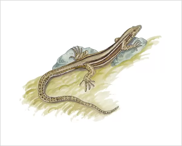 Iberian wall lizard, artwork C016  /  3220