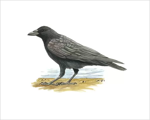 Carrion crow, artwork C016  /  3261