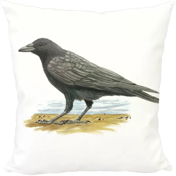 Carrion crow, artwork C016  /  3261