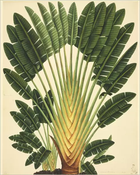 Strelitzea flower, 19th-century artwork C016  /  5194