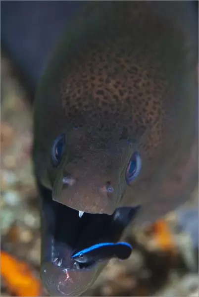 Moray eel being cleaned by wrasse