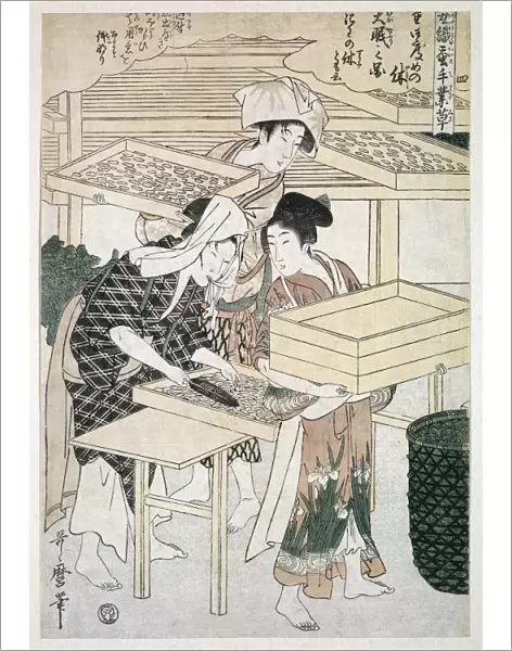 Silk production, Japan, artwork C016  /  2023