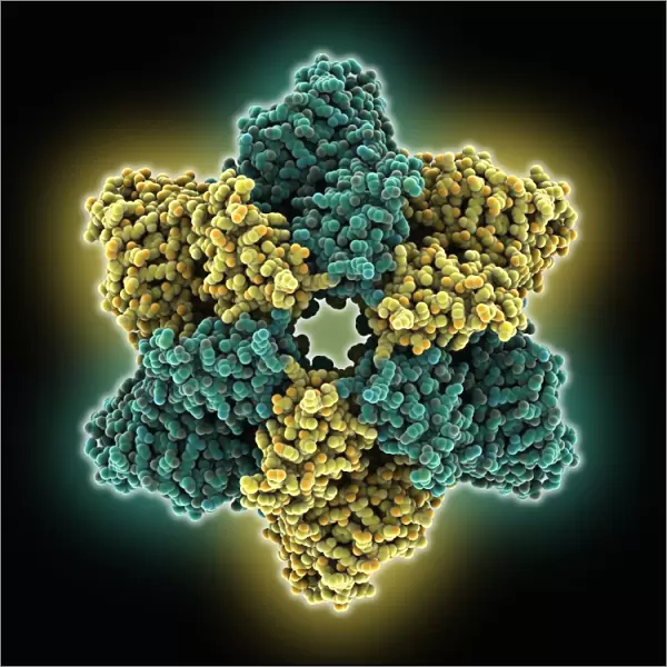 Simian virus (SV40) large T antigen C015  /  7070