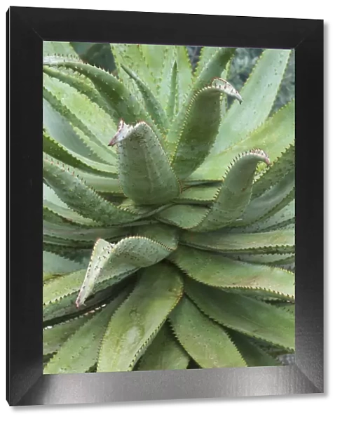 Aloe ferox C014  /  1670