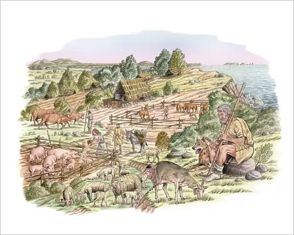 Bronze Age livestock farming, artwork C016  /  8291