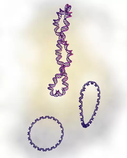 DNA supercoils, artwork