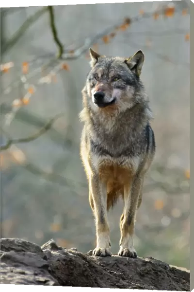 Grey wolf C018  /  0885