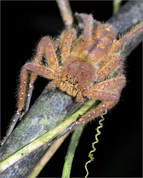 Huntsman spider, Borneo C016  /  6284