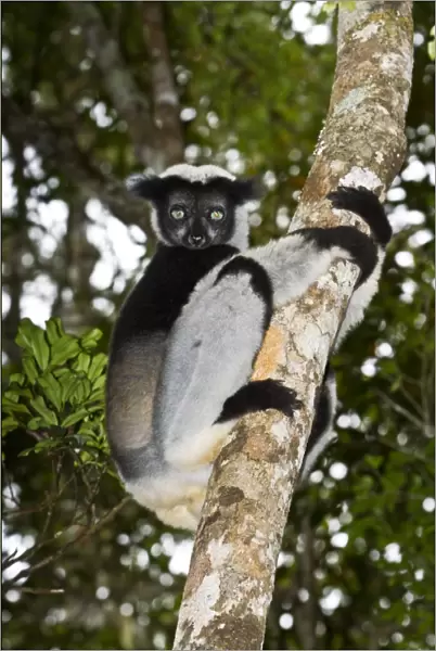 Indri n a tree