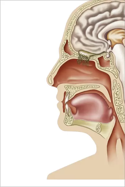 Human olfactory system, artwork C016  /  9378