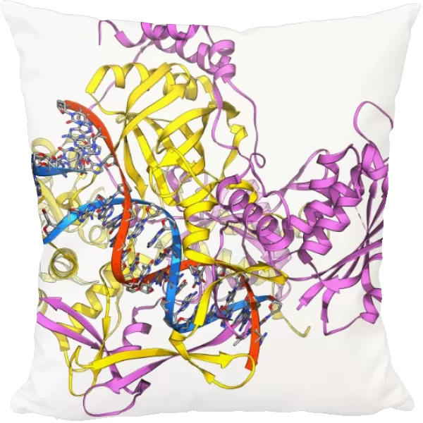Repair protein and DNA, molecular model F006  /  9382