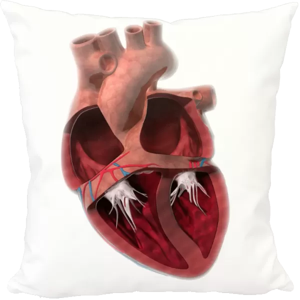 Heart chamber anatomy, artwork C014  /  2029
