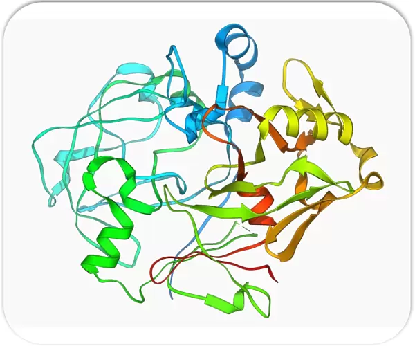 Pepsinogen molecule F006  /  9710