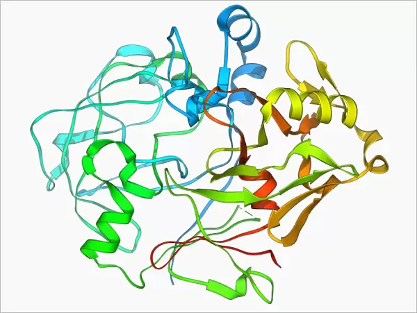 Pepsinogen molecule F006  /  9710