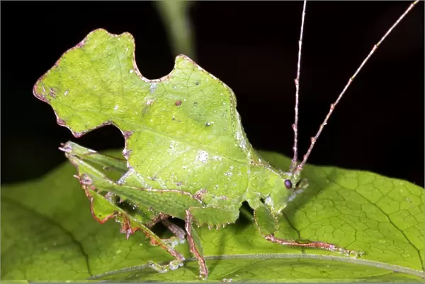 Leaf mimic bush cricket C014  /  0964