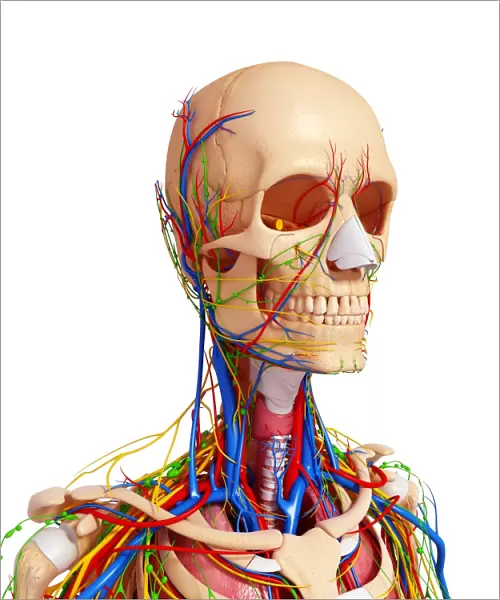 Upper body anatomy, artwork