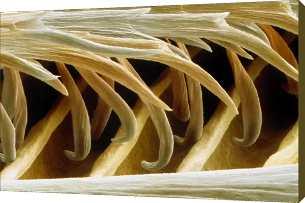Coloured SEM of barbules on a swallow feather
