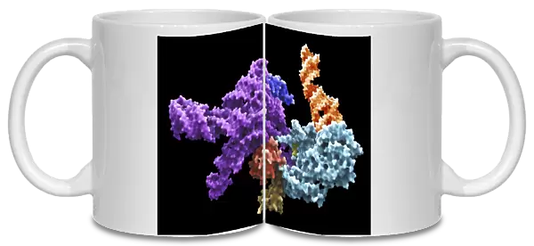 Human 80S ribosome F007  /  9902