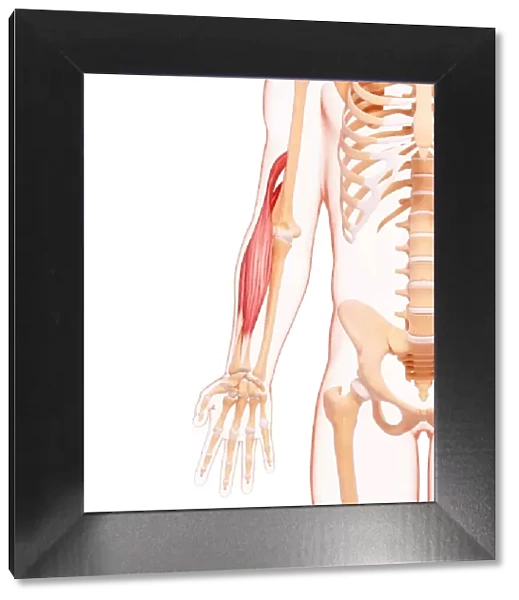 Human arm musculature, artwork F007  /  4724