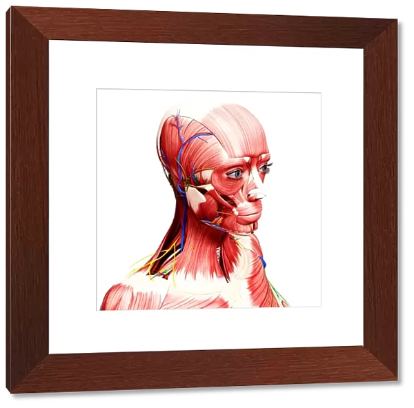 Female anatomy, artwork F007  /  3972