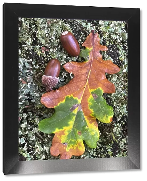 Oak acorns and autumn leaf C017  /  7172