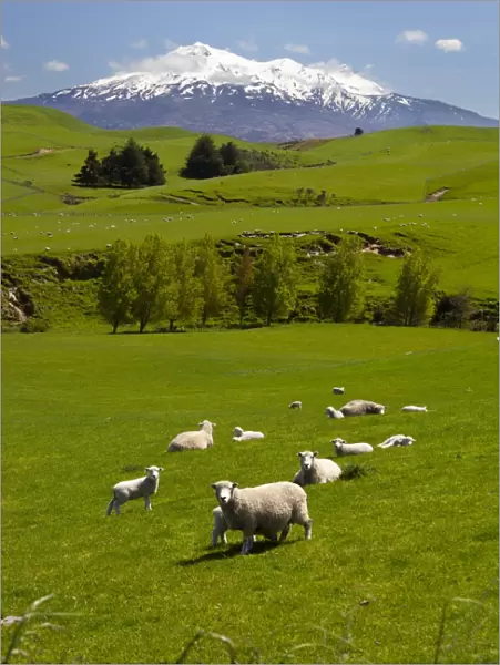 Sheep grazing beneath Mount Ruapehu, Tongariro National Park, UNESCO World Heritage Site, North Island, New Zealand, Pacific
