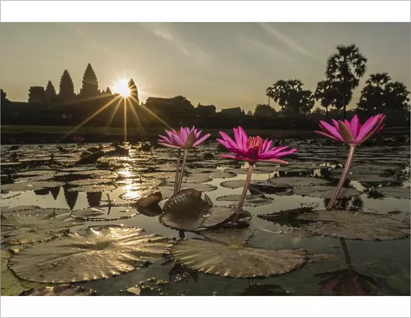 Sunrise over the west entrance to Angkor Wat, Angkor, UNESCO World Heritage Site, Siem Reap, Cambodia, Indochina, Southeast Asia, Asia