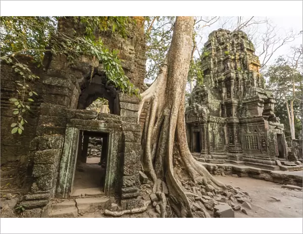 Ta Prohm Temple, being destroyed by jungle growth, Angkor, UNESCO World Heritage Site, Cambodia, Indochina, Southeast Asia, Asia