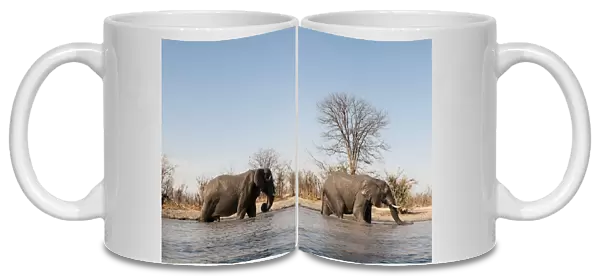 African elephants (Loxodonta africana), Khwai Concession, Okavango Delta, Botswana
