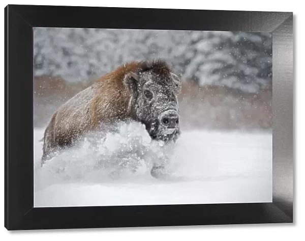 American bison (American buffalo) (Bison bison), Montana, United States of America