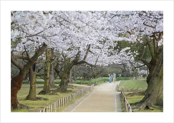 People walking under cherry trees in blossom in Koraku-en Garden, Okayama, Okayama Prefecture