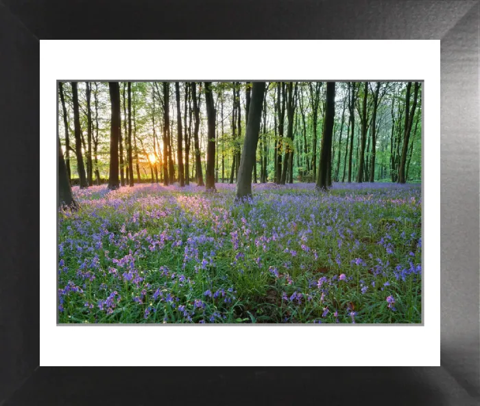 Framed Print : Bluebell Wood Print, Stow-on-the-Wold Framed Print : Bluebell Wood Print, Stow-on-the-Wold