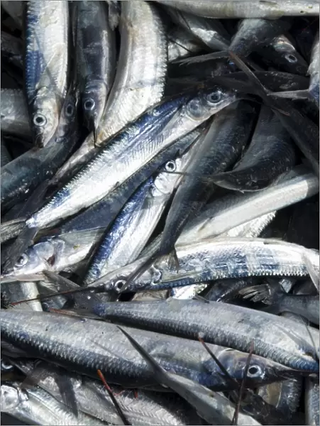 Fresh fish just caught, Tarrafal, Santiago, Cape Verde Islands, Africa
