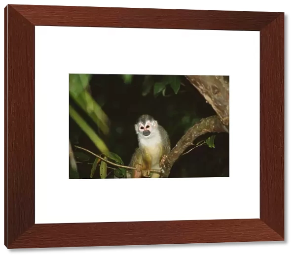 Squirrel monkey (Saimiri oerstedii) standing on a branch, Manuel Antonio