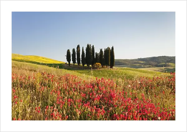 Group of cypress trees and field of flowers, near San Quirico, Val d Orcia (Orcia Valley)