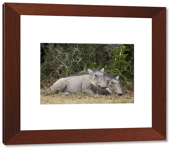 Warthog (Phacochoerus aethiopicus) piglets, Addo Elephant National Park, South Africa