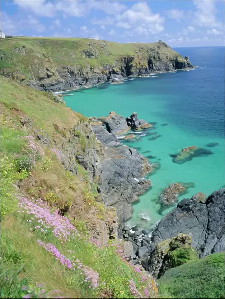Thrift flowering on the cliffs, The Lizard, Cornwall, England, UK