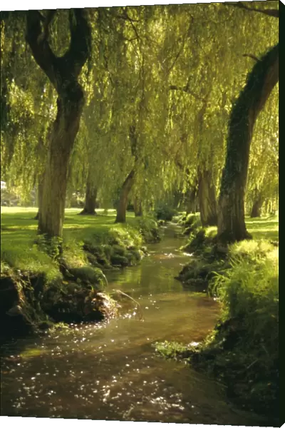 Willow trees by forest stream, New Forest, Hampshire, England, UK, Europe
