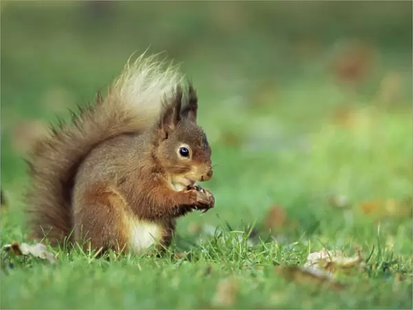 Red squirrel (Sciurus vulgaris), Lowther, near Penrith, Cumbria, England