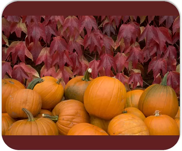 Autumnal display of pumpkins against virginia creeper at organic farm shop