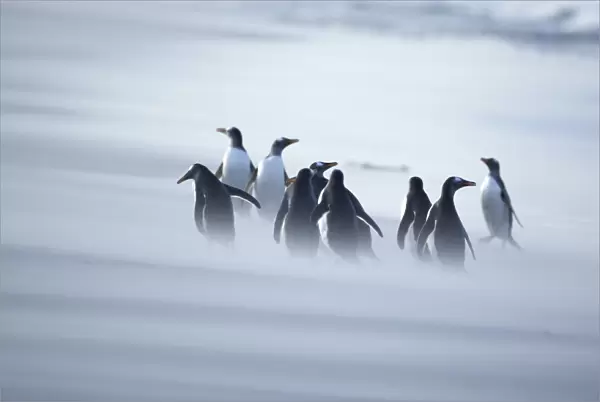A group of Gentoo penguins (Pygocelis papua papua) caught in a sand storm